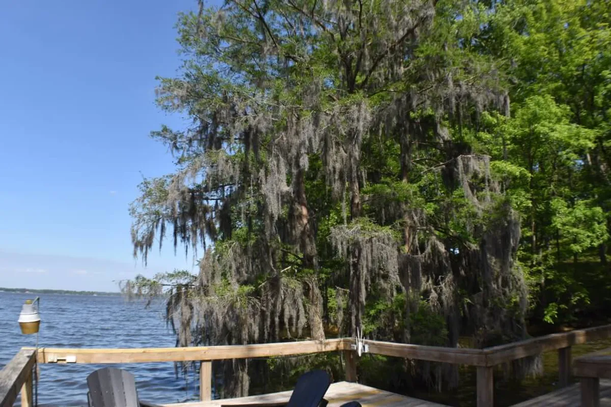 A serene wooden deck overlooking the lake, framed by moss-covered trees. The view invites relaxation and communal moments, perfect for morning coffees or sunset gatherings by the water.